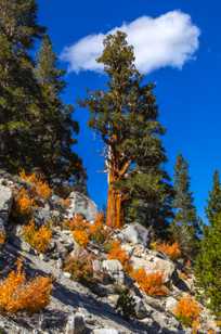 Rock Creek Limber Pine-4999.jpg Rock Creek Limber Pine-4999.jpg